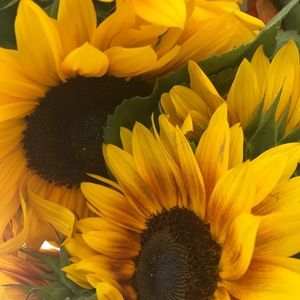 Meet your Posher, Nora